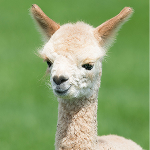 Alpaca And Llama