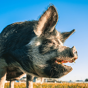 Pot Bellied Pig And Hog