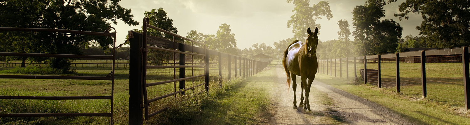 Barn Animal Feed