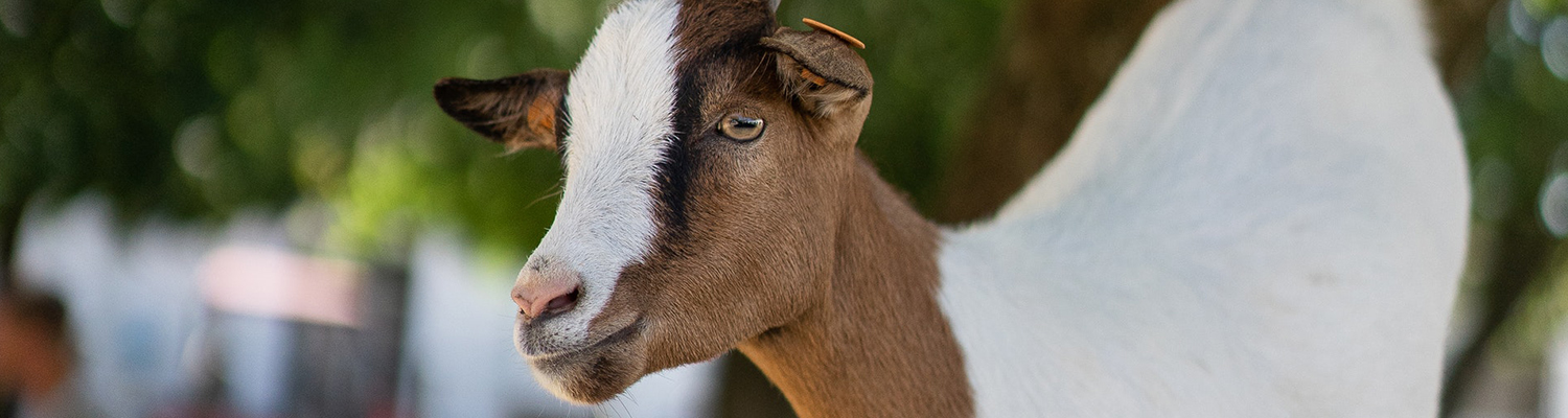 Barn Animal Supply