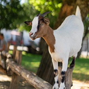 Barn Animal Supply