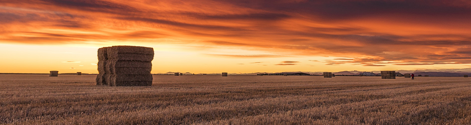 Hay &amp; Straw