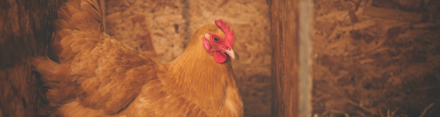 Poultry Feed &amp; Supplies