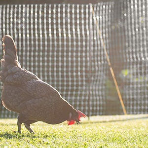 Poultry Netting