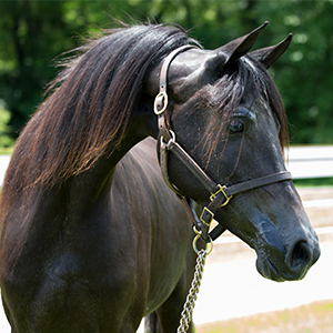 Halters And Leads