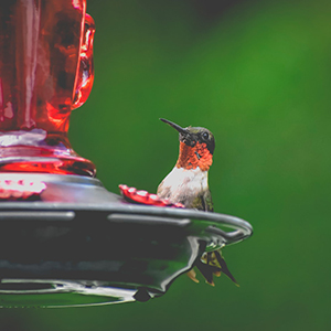 Hummingbird Feeders And Supplies