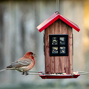 Wild Bird Feeders And Houses