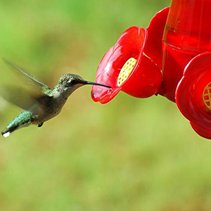 Wild Bird Storage