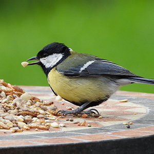 Wild Bird And Wildlife Seed