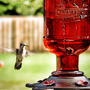 Hummingbird Food