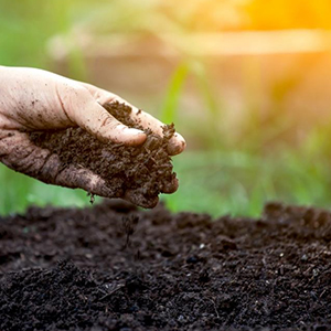 Fertilizer And Soil Amendments