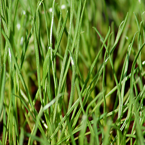 Lawn Seed