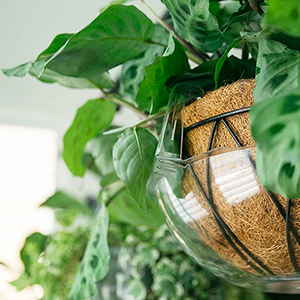 Pots Planters And Saucers