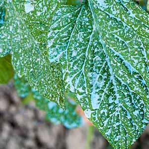 Fungicides