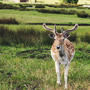 Deer Rabbit And Critter