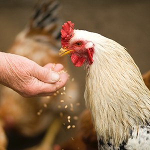Poultry Supplements And Wellness