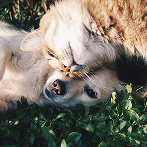 Dog &amp; Cat Wellness