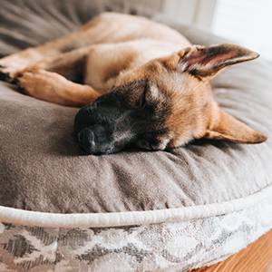 Dog And Cat Beds