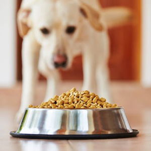 Dog And Cat Bowls