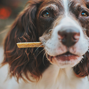 Dog Treats