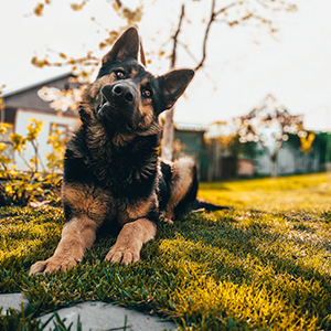 Dog Waste Bags And Cleaner