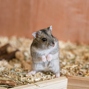 Small Animal Bedding