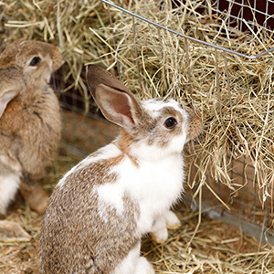 Small Animal Feeders &amp; Waterers