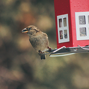 Wild Bird And Wildlife Feeders