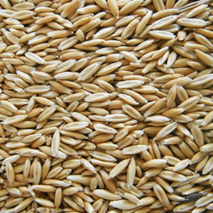 ***grain Crimped Oats 50#