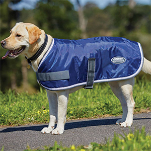 Dog Wb Windbreaker