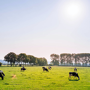 Pasture Seed And Cover Crop