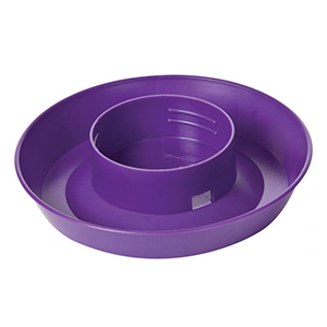 Chick Fount Qt Base Purple