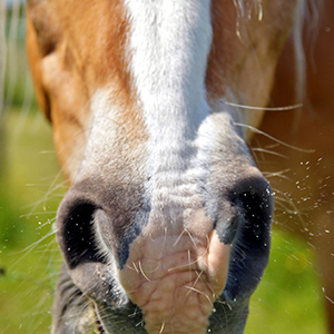 Allergy And Pain Relief