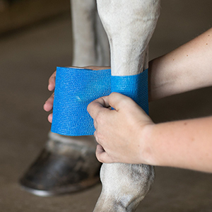 Equine First Aid