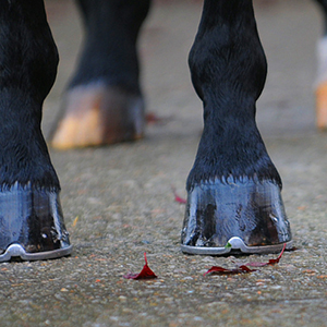 Hoof Health Supplements