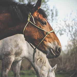 Horse And Livestock Supplies