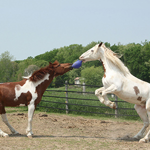 Horse And Livestock Toys