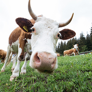 Livestock Supplies