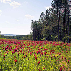 Seed 50# Crimson Clover