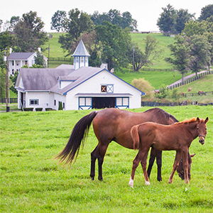 Seed Horse Pasture 5#