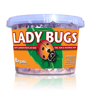 Ladybugs 500 Ct