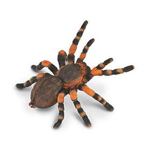 *corral Pal Tarantula