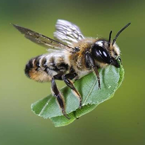 Leafcutter Bee 50pk