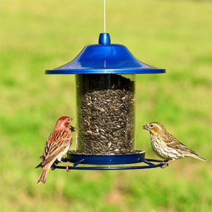 Bird Blue Panorama