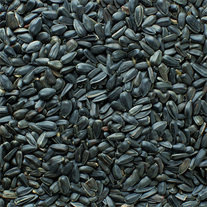 Black Sunflower Seed 40#