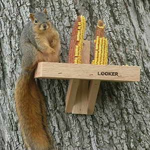 Feeder Squirrel