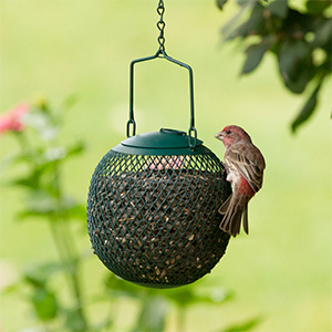 Feeder Bird Seed Ball