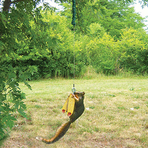 Squirrel Squngee Deluxe