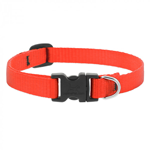 Collar Dog 10-16 1/2in Orng