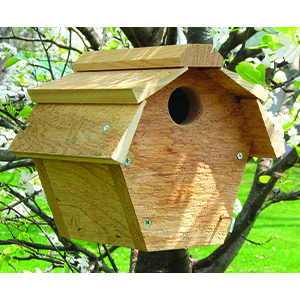 Bird House Carolina Wren